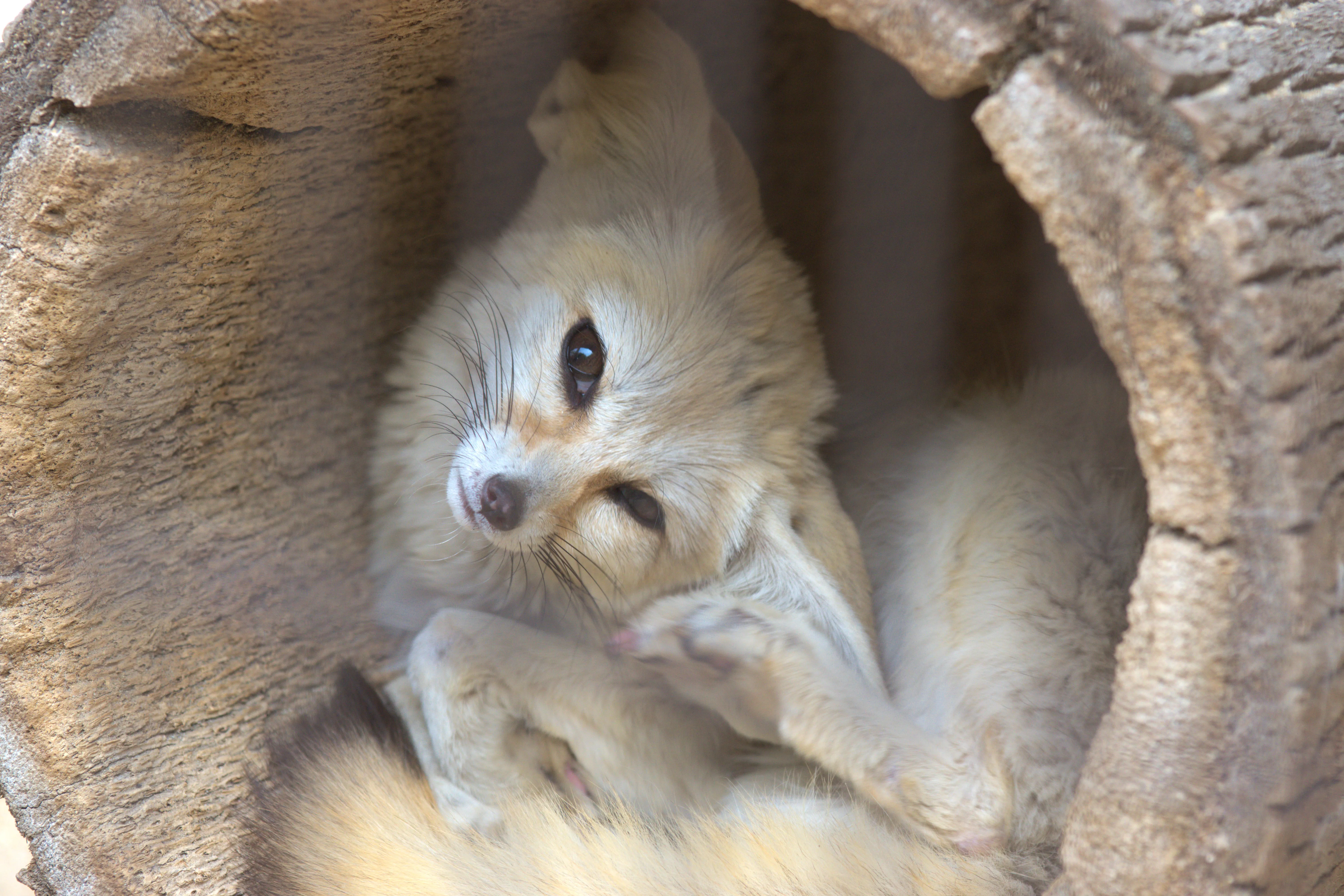 A fennec fox curled up inside a hollow log. Its head is tilted fully to the side as it looks at the camera.