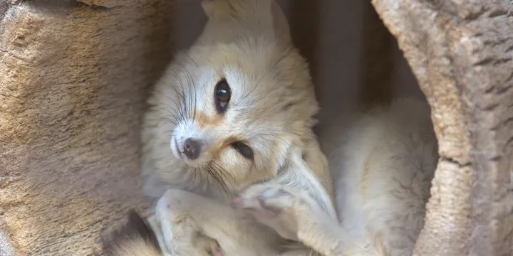 A fennec fox curled up inside a hollow log. Its head is tilted fully to the side as it looks at the camera.