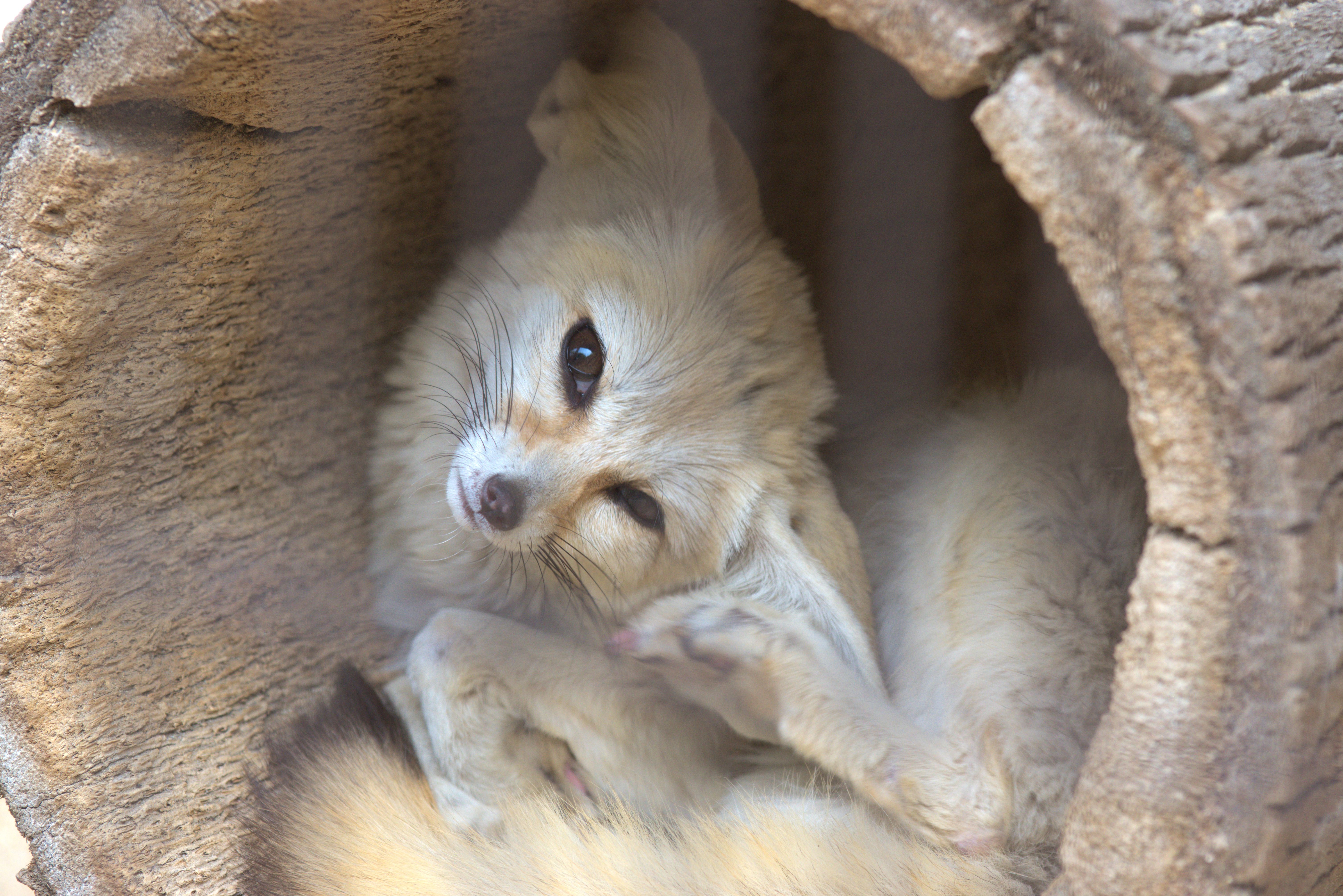 A fennec fox curled up inside a hollow log. Its head is tilted fully to the side as it looks at the camera.