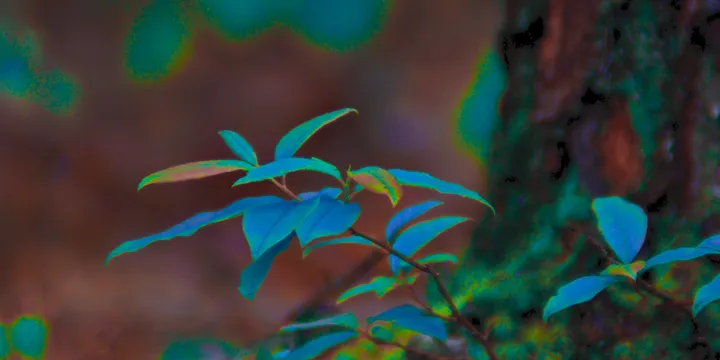 Photograph of a small branch growing out of a forest floor. The colors have been altered so that the leaves are blue and the ground is covered in red moss.
