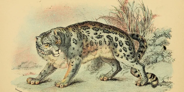 A vintage illustration of a snow leopard, tense and looking to the side toward the camera.