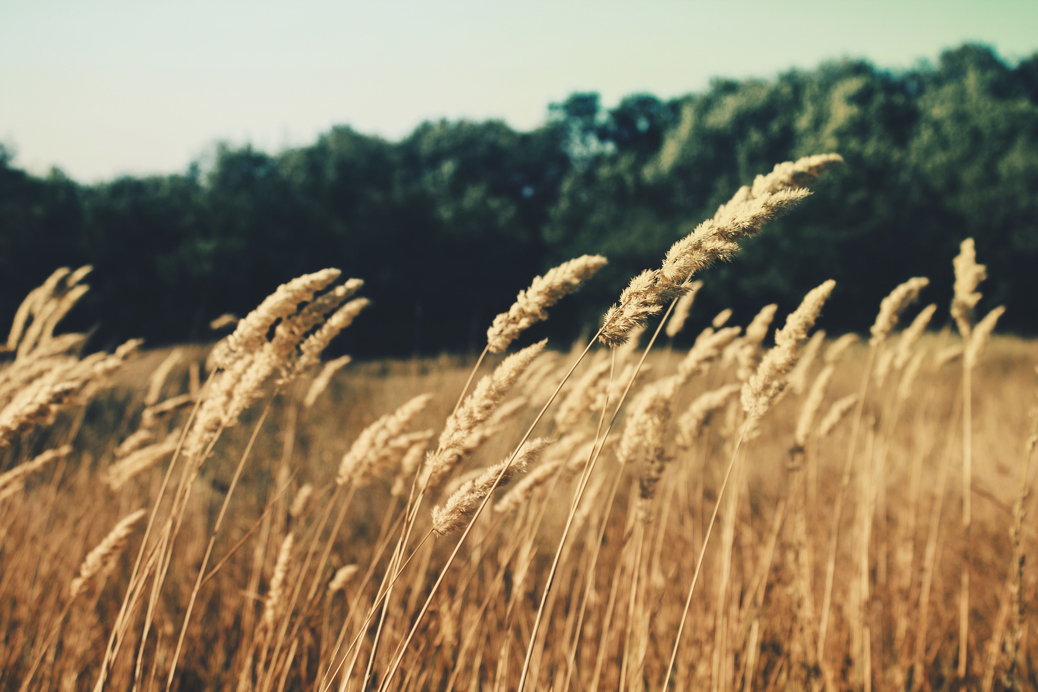 A close-up shot of stalks of barley in a field. A line of trees is out-of-focus in the background.
