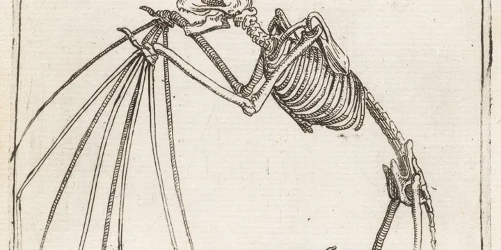 Illustration of a bat skeleton on yellowed paper. Writing in Italian is across the top.