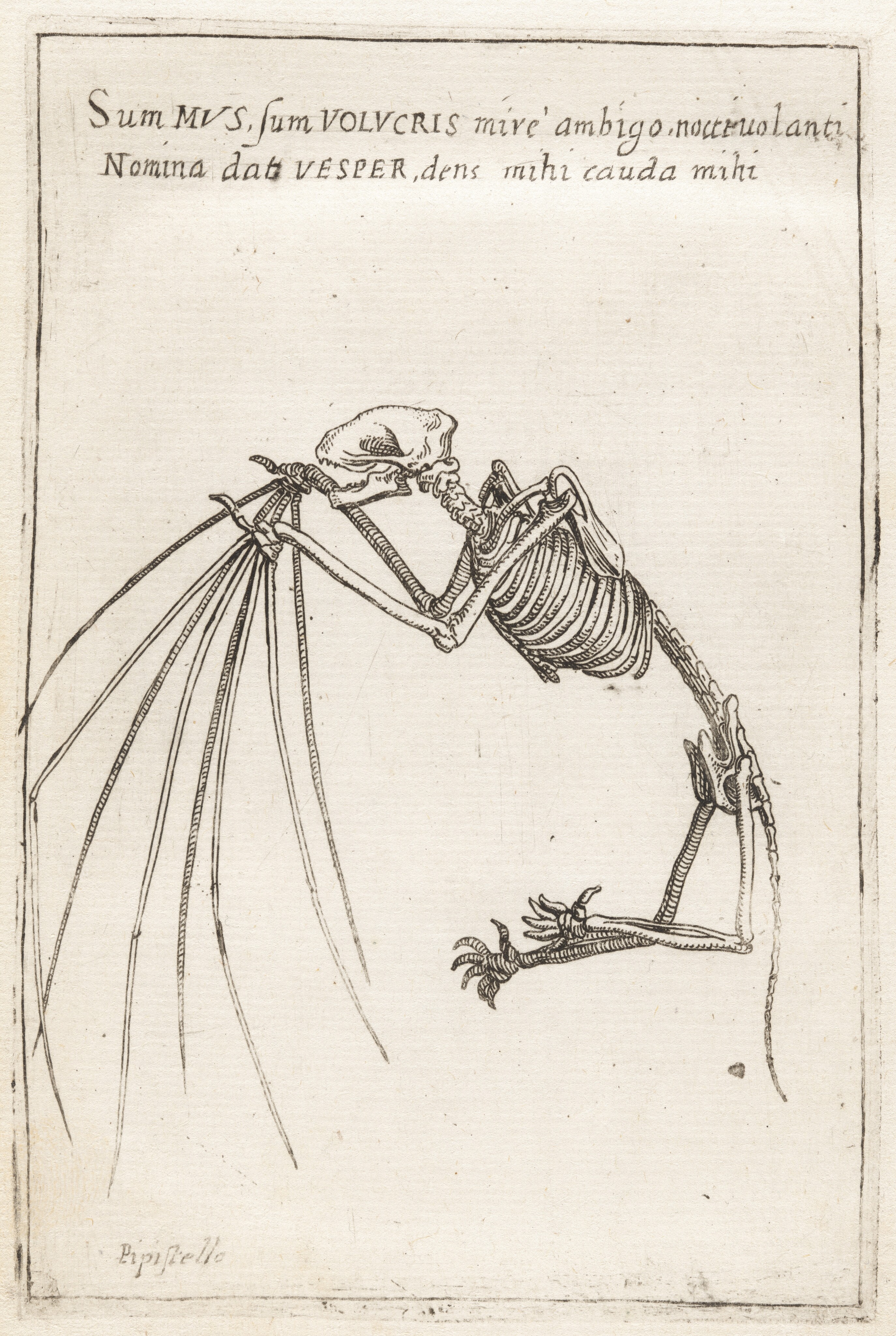 Illustration of a bat skeleton on yellowed paper. Writing in Italian is across the top.
